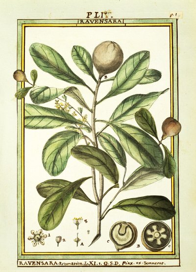 Cryptocarya Aromatica, watercolour by Delahaye by Delahaye Delahaye