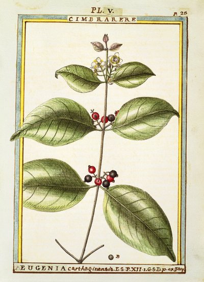 Eugenia Carthaginensis, watercolour by Delahaye by Delahaye Delahaye