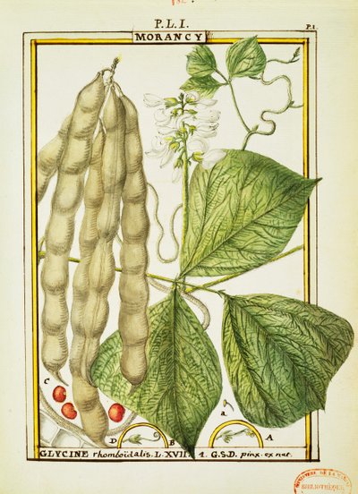 Glycine Rhomboidalis, watercolour by Delahaye by Delahaye Delahaye