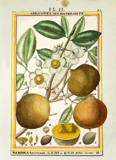 Mammee apple (Mammea americana), watercolour by Delahaye by Delahaye Delahaye