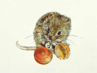 Vole with an Acorn by Diane Matthes