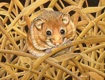 Edible Dormouse, 1993 by Ditz