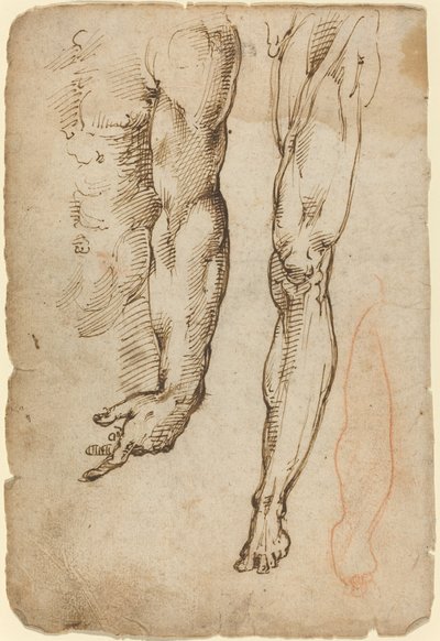 Anatomical Studies by Domenico Beccafumi