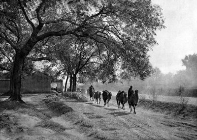 Camel Caravan, Beijing by Donald Mennie