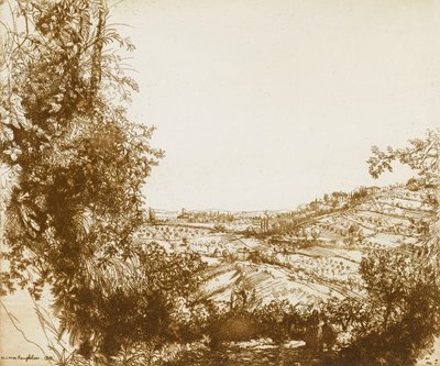 Olive Groves by Donald Shaw MacLaughlan