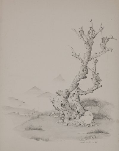 The Trunk by Donatella Merlo