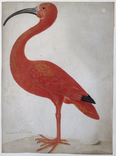 Scarlet Ibis with an Egg by Dorothea Maria Gsell