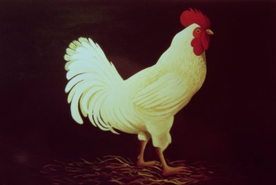 Rooster by Dory Coffee