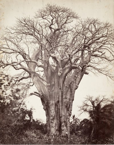 Baobab at Mohéli by Désiré Charnay