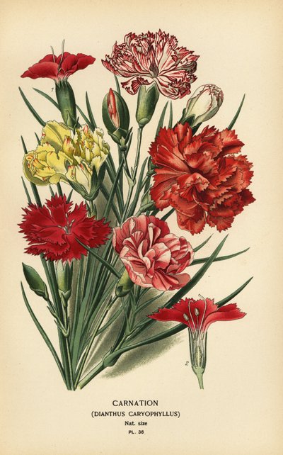 Carnation, Dianthus caryophyllus by Désiré Georges Jean Marie Bois