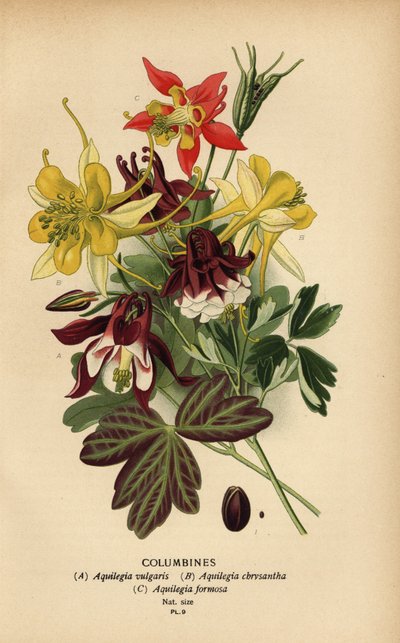 Columbines, Aquilegia Species by Désiré Georges Jean Marie Bois