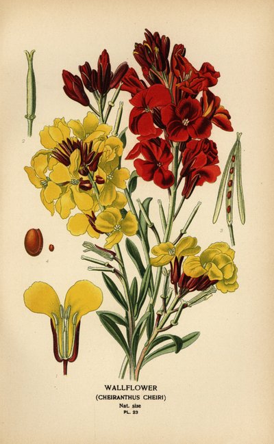 Wallflowers, Erysimum × cheiri by Désiré Georges Jean Marie Bois