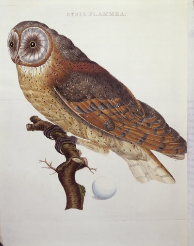Barn Owl by Dutch School