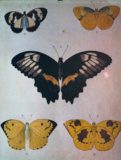 Butterflies by Dutch School