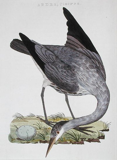 Heron, published in Amsterdam by Dutch School