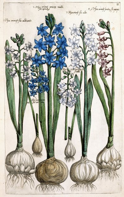 Hyacinths by Dutch School