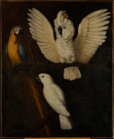 Parrots, c.1670 by Dutch School