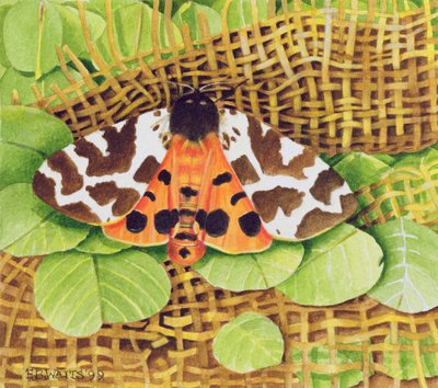 Tiger Moth, 1999 by E.B. Watts