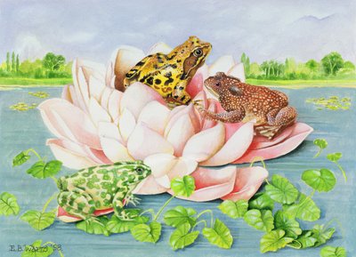 Water Lily, 1998 by E.B. Watts