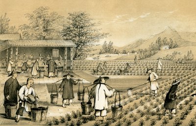 Culture and Preparation of Tea, China, 1847 by E Gilks