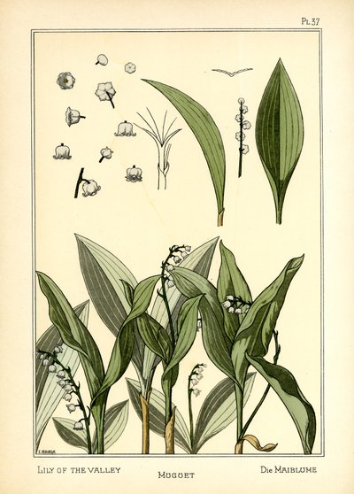 The Lily of the Valley by E. Hervegh