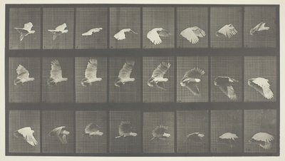 Animal Locomotion, Plate 758, 1887 by Eadweard Muybridge