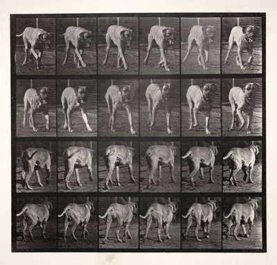 Dread Trotting, 1887 by Eadweard Muybridge