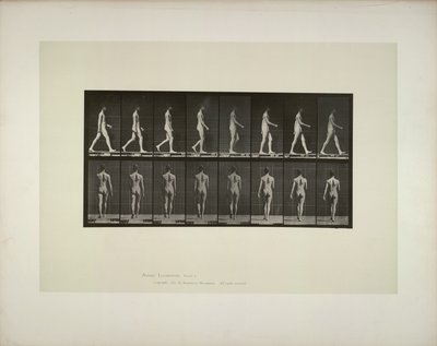 Animal locomotion: males pelvis cloth by Eadweard Muybridge