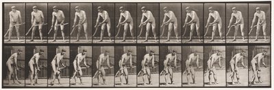 Plate 391. Farmer, Mowing Grass by Eadweard Muybridge
