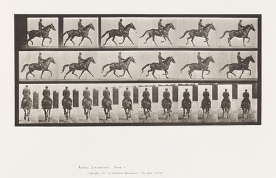 Plate 601. Trotting; Saddle; Brown Mare Beauty by Eadweard Muybridge