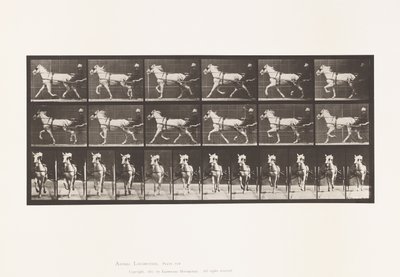 Plate 610. Trotting; Sulky; Gray Mare, Katydid by Eadweard Muybridge