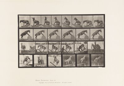 Mule; Miscellaneous Performances Denver (Plate 660) by Eadweard Muybridge