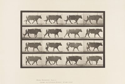 Ox; Walking (Plate 669) by Eadweard Muybridge
