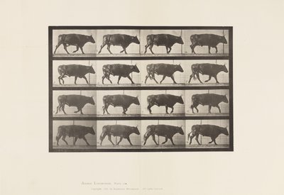 Plate 672. Ox; Trotting by Eadweard Muybridge