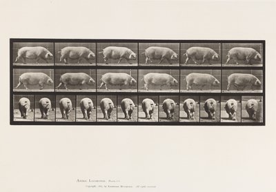 Plate 674. Sow; Walking by Eadweard Muybridge