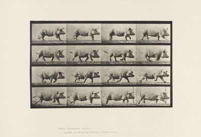 Sow; Trotting (Plate 675) by Eadweard Muybridge