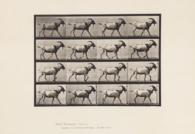 Plate 676. Goat; Walking by Eadweard Muybridge