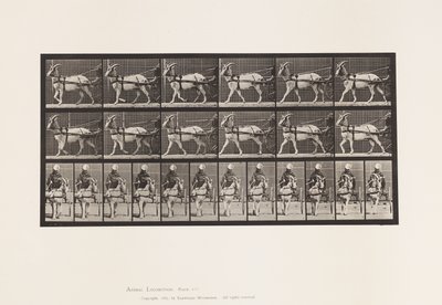 Goat; Walking in Sulky (Plate 677) by Eadweard Muybridge