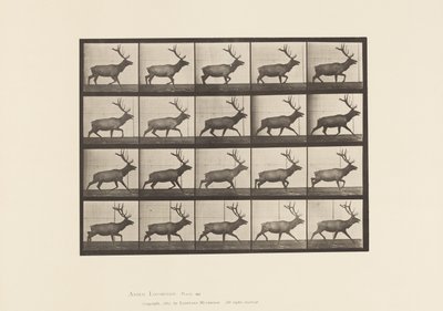 Plate 692. Elk, Trotting by Eadweard Muybridge