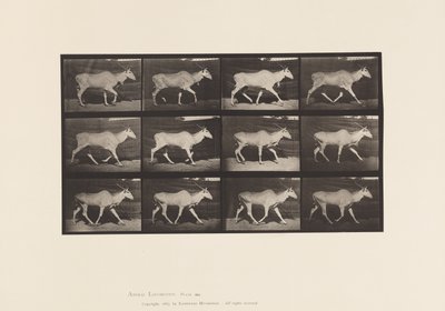 Plate 696. Eland; Trotting by Eadweard Muybridge