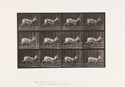 Antelope; Trotting (Plate 697) by Eadweard Muybridge