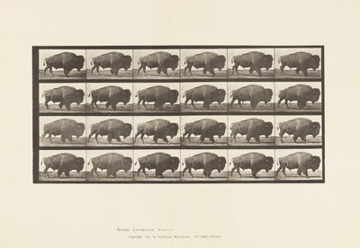 Plate 699. Buffalo; Walking by Eadweard Muybridge