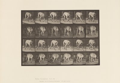 Plate 704. Dog; Walking; Mastiff by Eadweard Muybridge