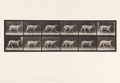 Dog; Trotting; Mastiff (Plate 706) by Eadweard Muybridge