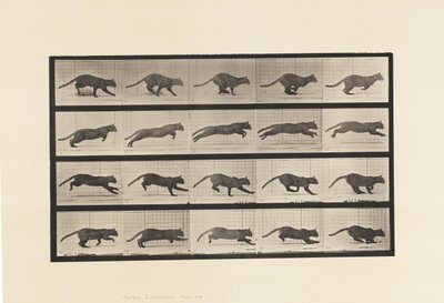 Plate 719. Cat; Galloping by Eadweard Muybridge