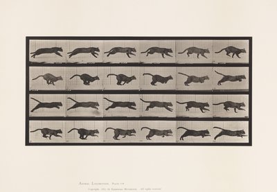 Plate 720. Cat; Galloping by Eadweard Muybridge
