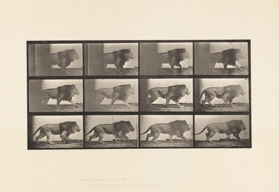 Plate 722. Lion; Walking by Eadweard Muybridge