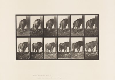 Plate 724. Lion; Walking, Turning Around by Eadweard Muybridge