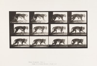 Plate 729. Tigress; Walking by Eadweard Muybridge