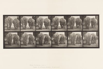Plate 735. Elephants; Two, Walking by Eadweard Muybridge